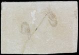 Two Cretaceous Fossil Shrimp - Lebanon #52785-1